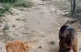 晨见