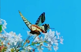 初醒