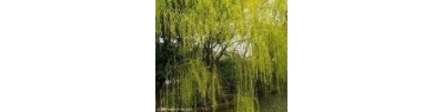 迎客
