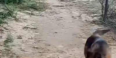 晨见