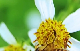 蜜蜂
