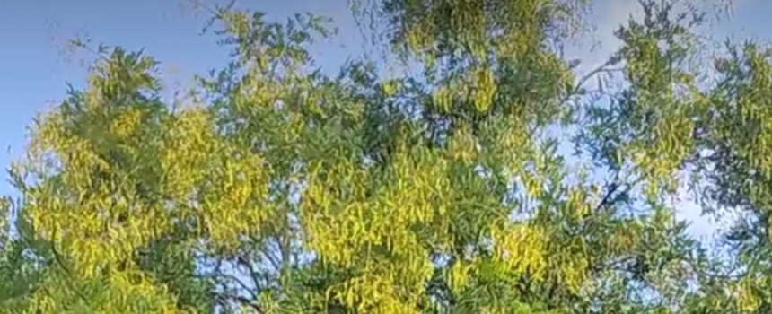 寻鸟