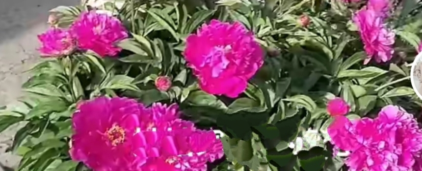 勺药花
