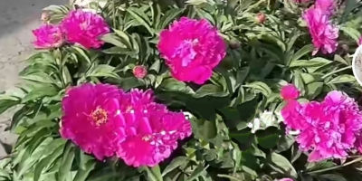 勺药花