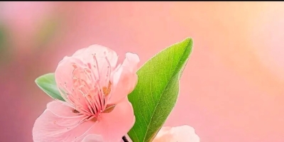 看花