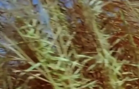 渡河