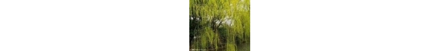 迎客