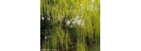 迎客