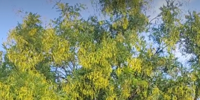 寻鸟
