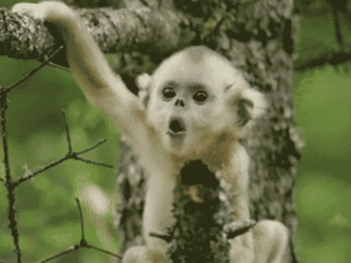 1556758296558.gif