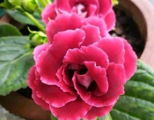 IMG_20200224_071456.jpg