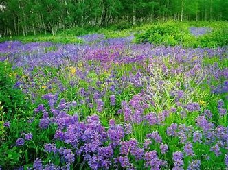 OIP.d7jMInHZjceCtQFSa2eY-AHaFj(1).jpg