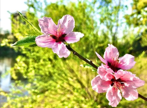 IMG_20200328_131838.jpg
