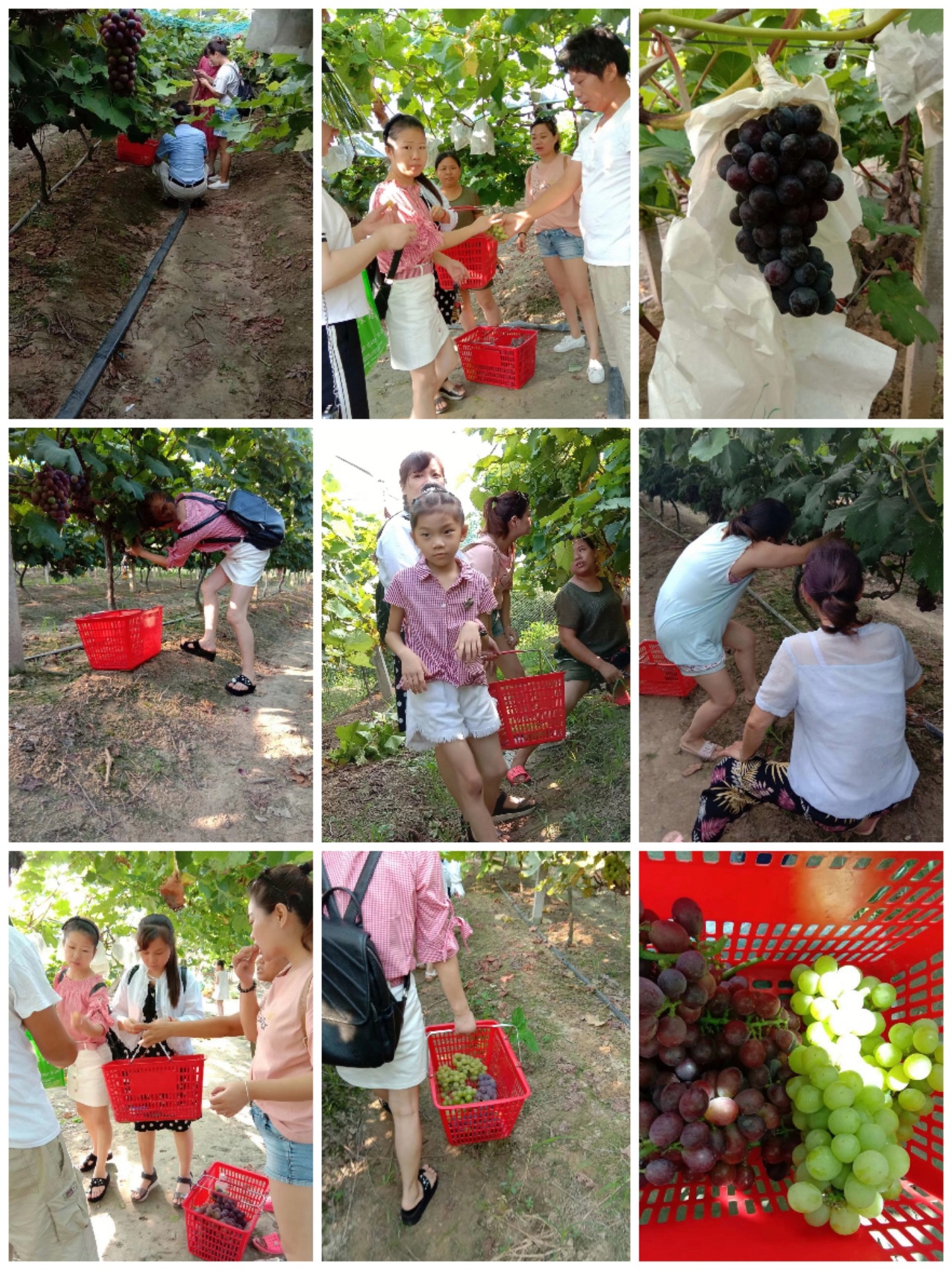 Collage_20200721_173900.jpg
