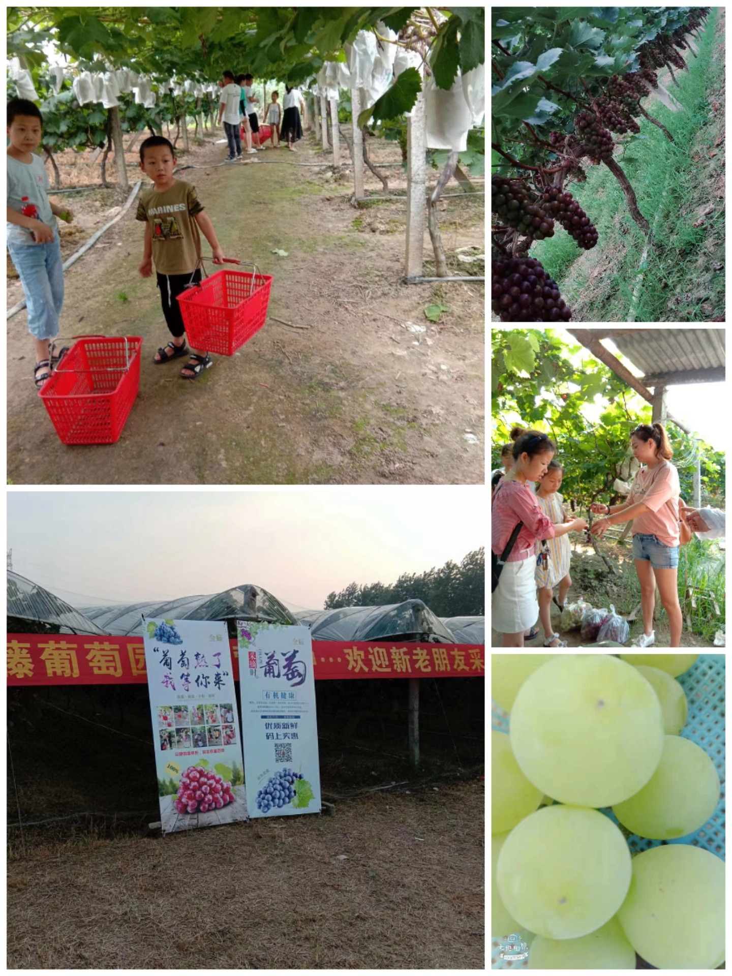 Collage_20200721_173939.jpg