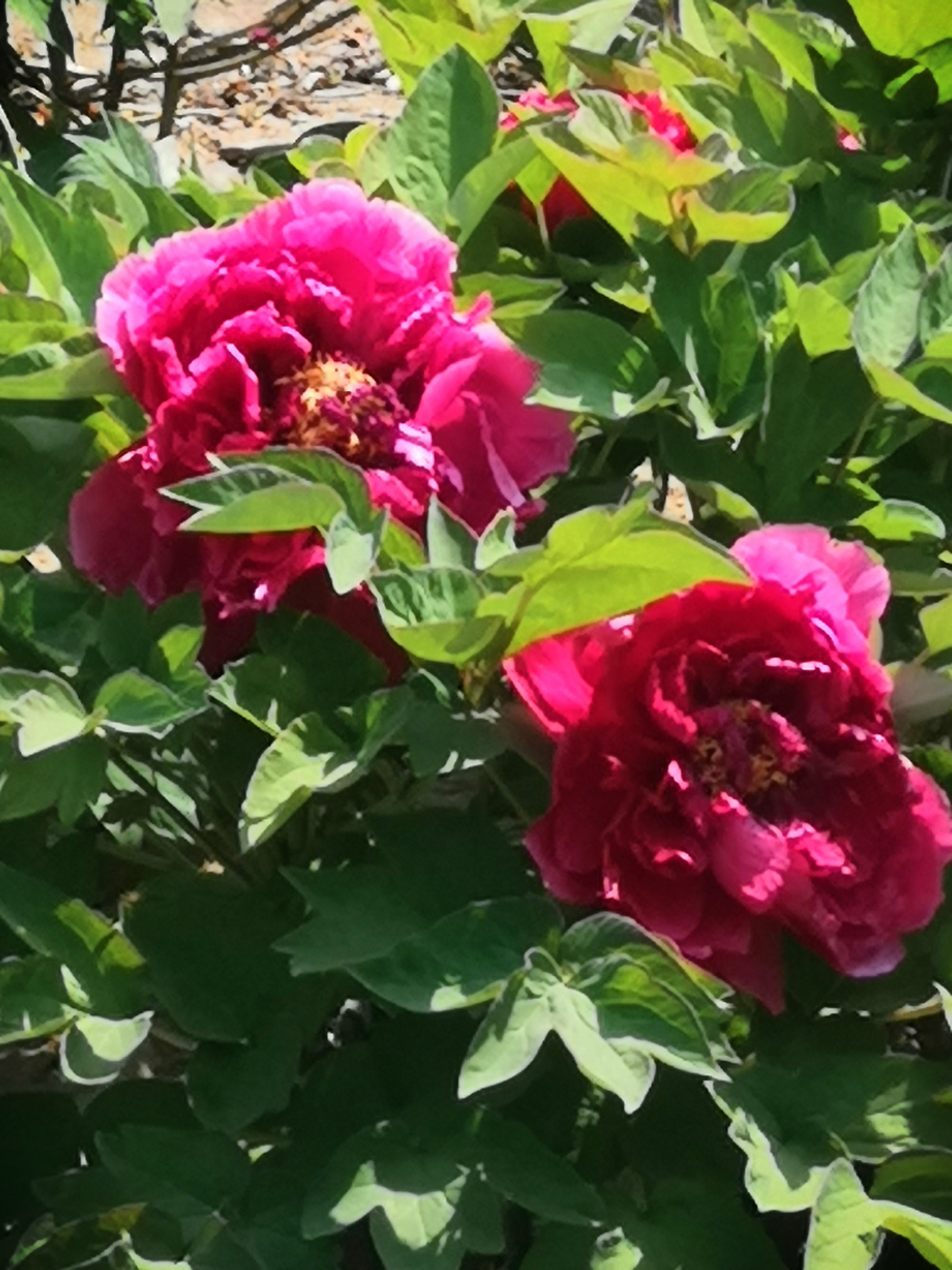 IMG_20200428_102707.jpg