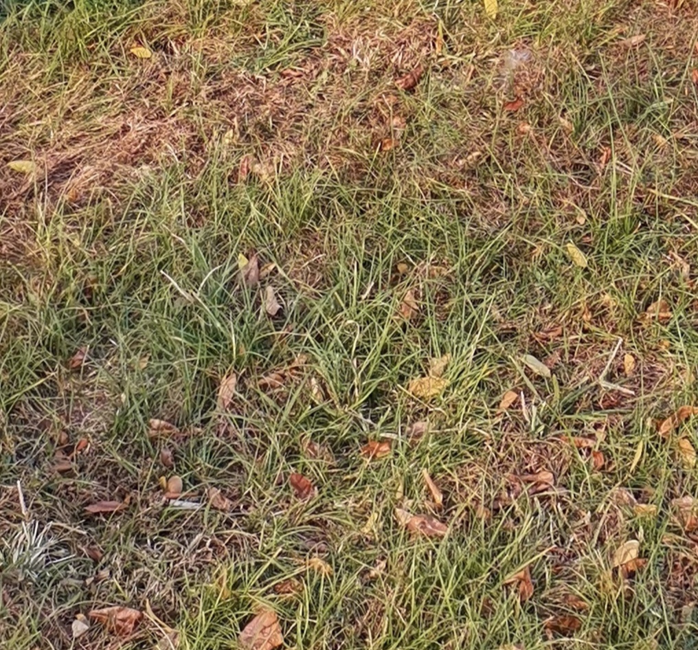 IMG_20200229_204221.jpg