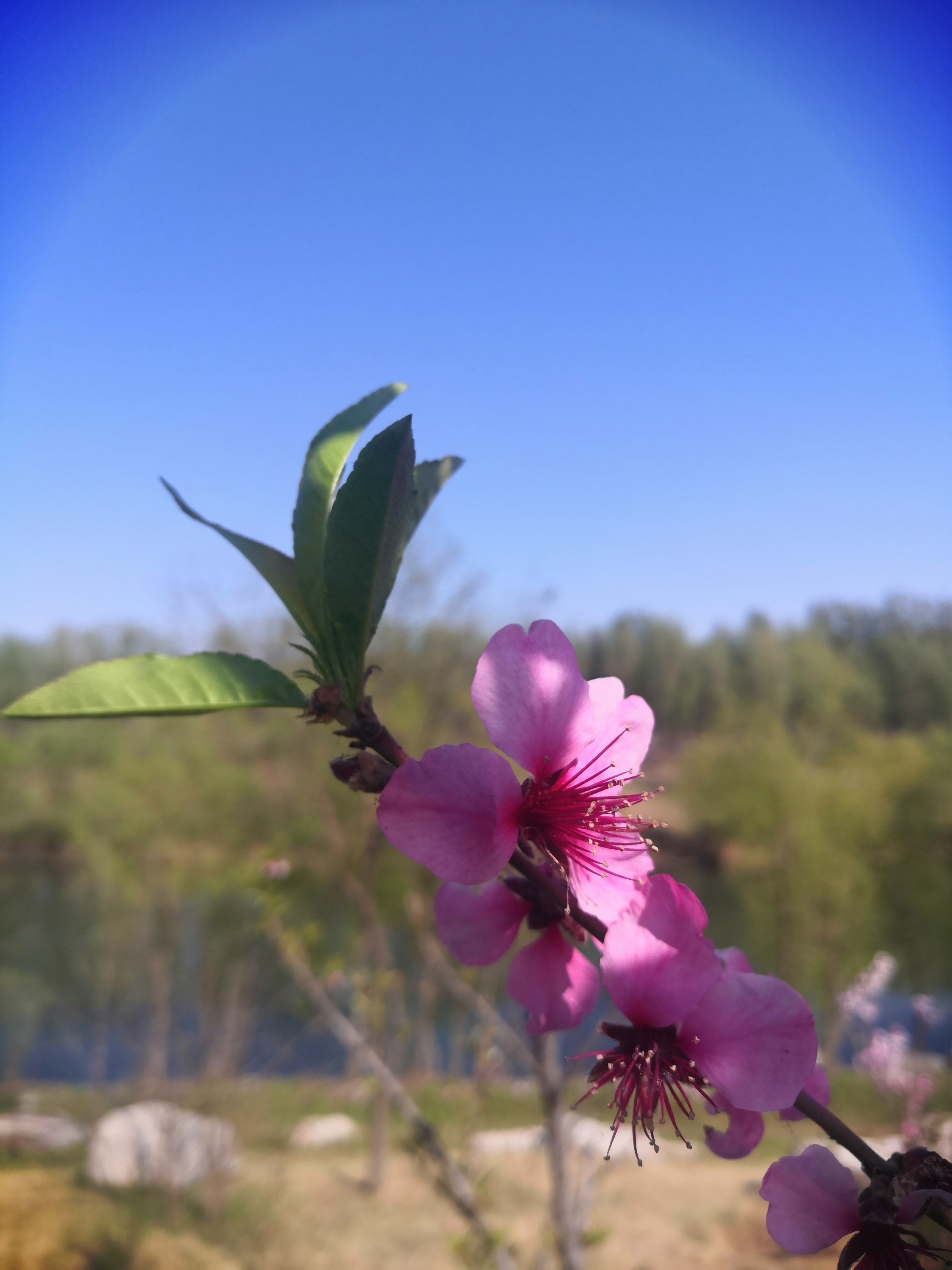 IMG_20210414_151038.jpg