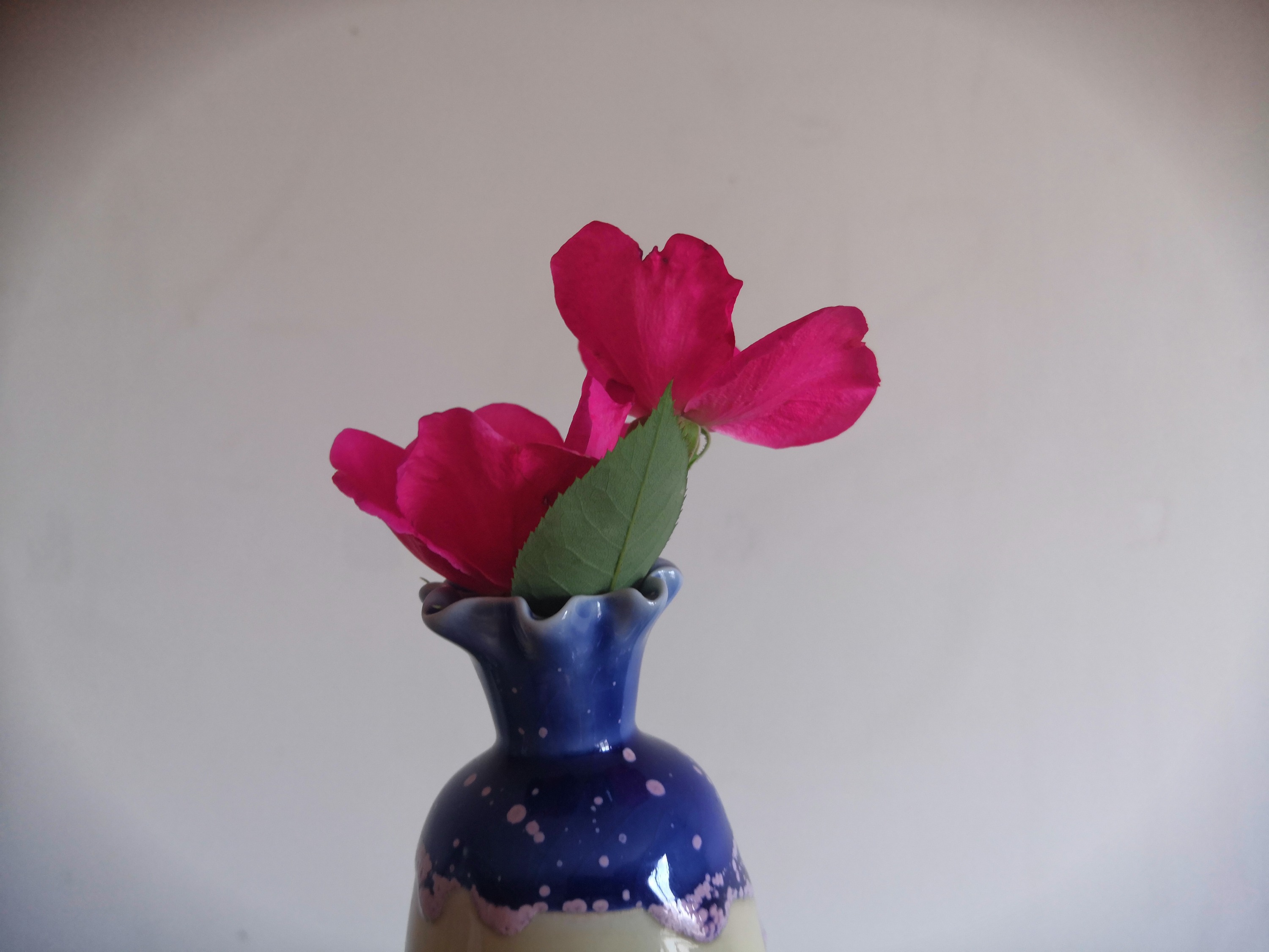 IMG_20210620_152331.jpg