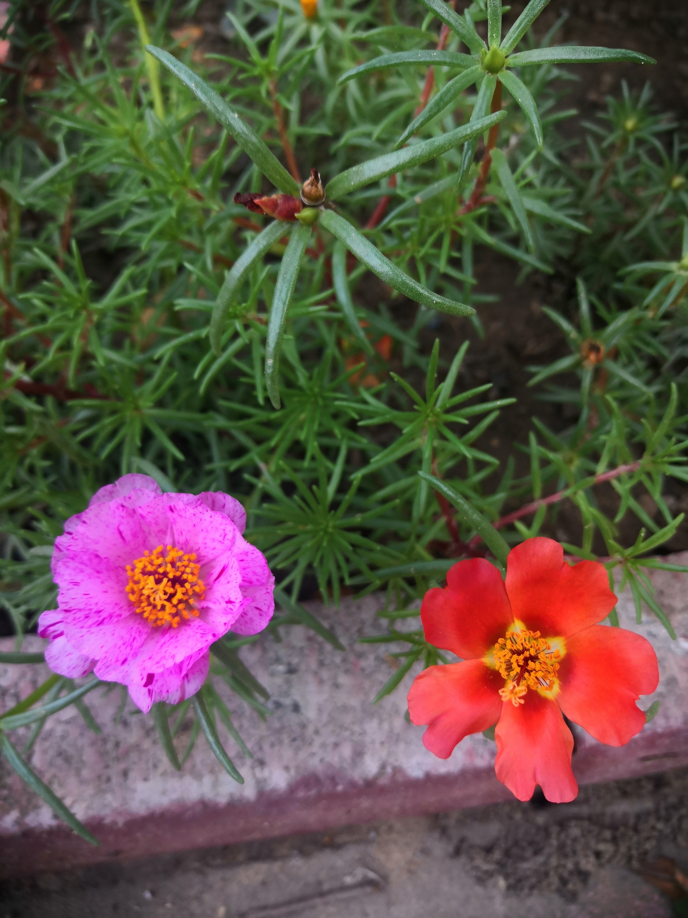 IMG_20210615_102214.jpg