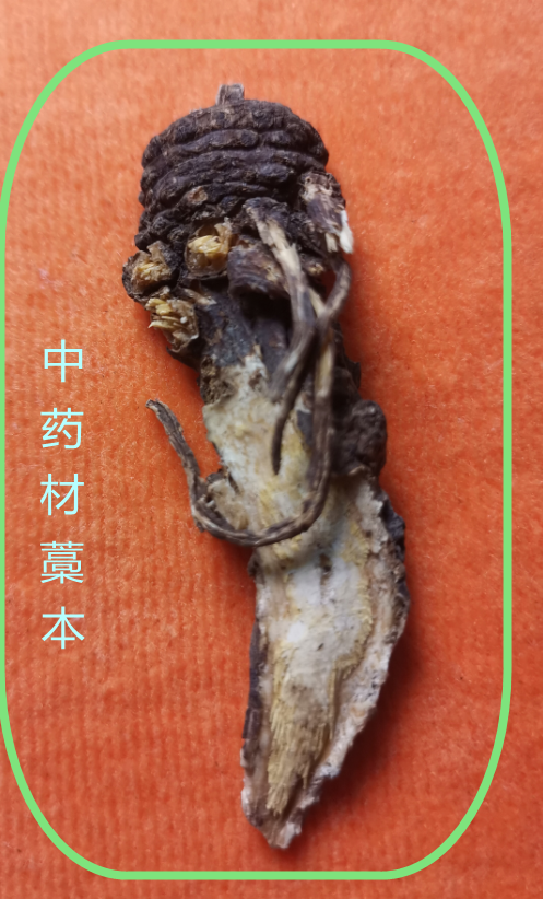 藁  本.png