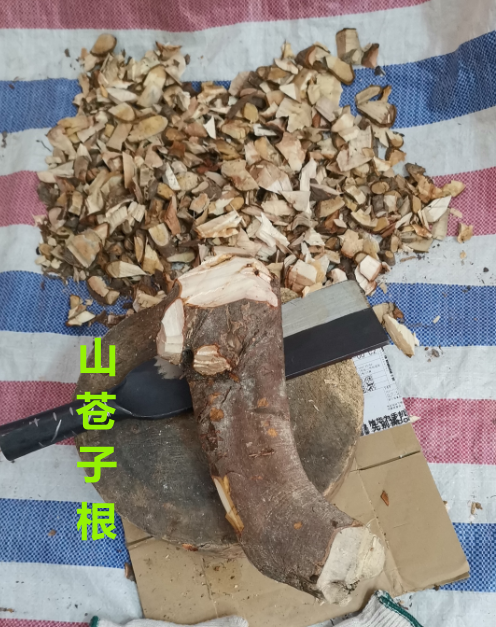 山 苍 子 根.png