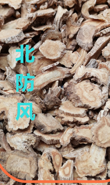 北防风  1.png