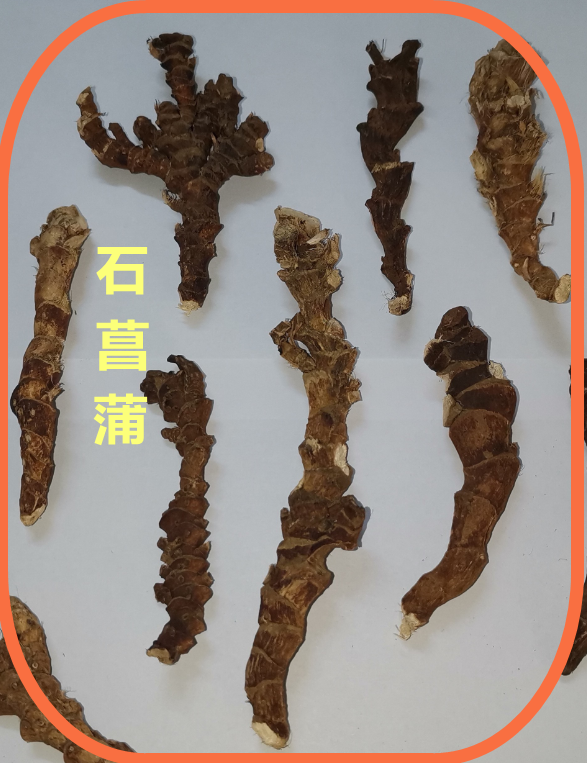 石  菖  蒲.png