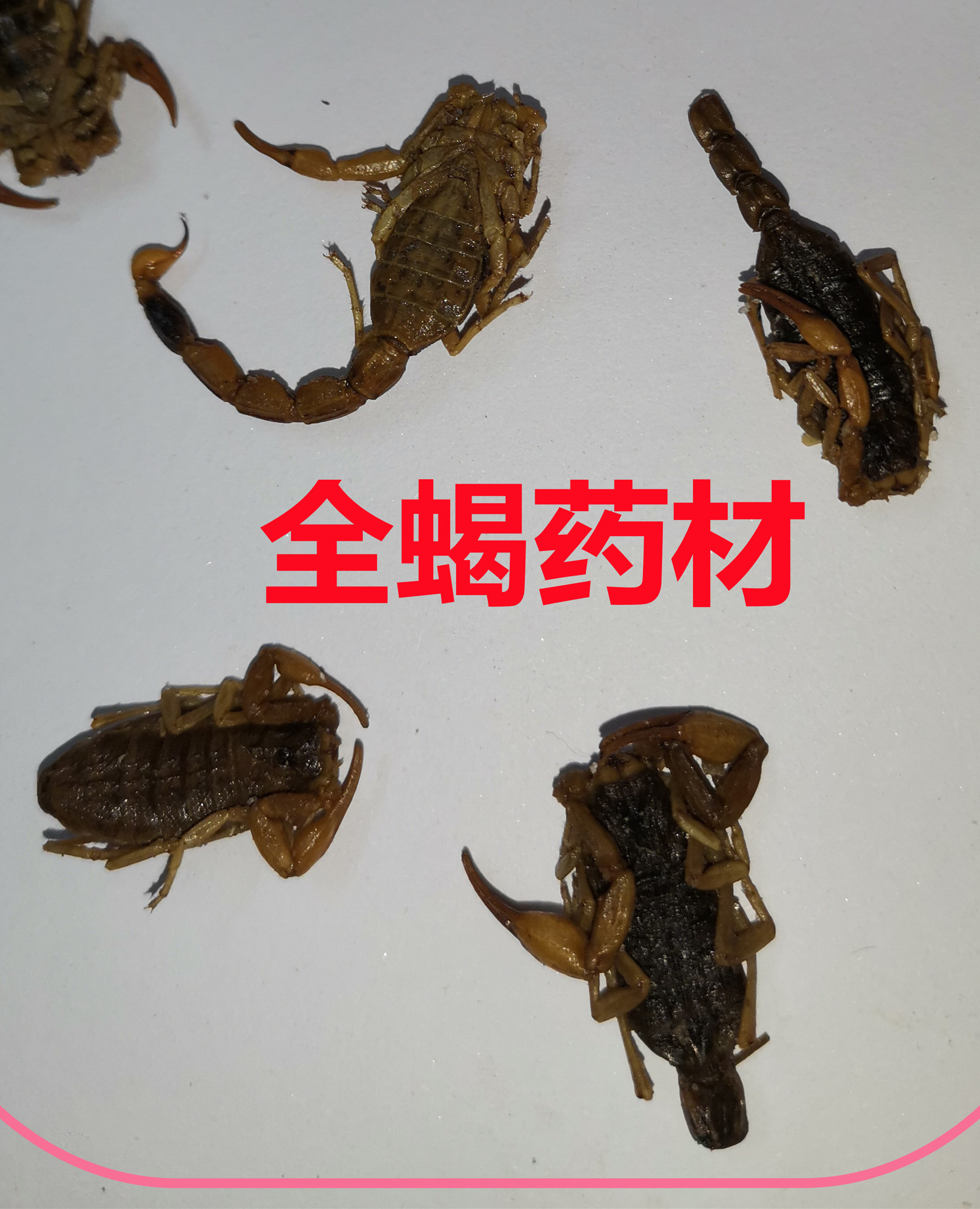 全  虫  33.jpg