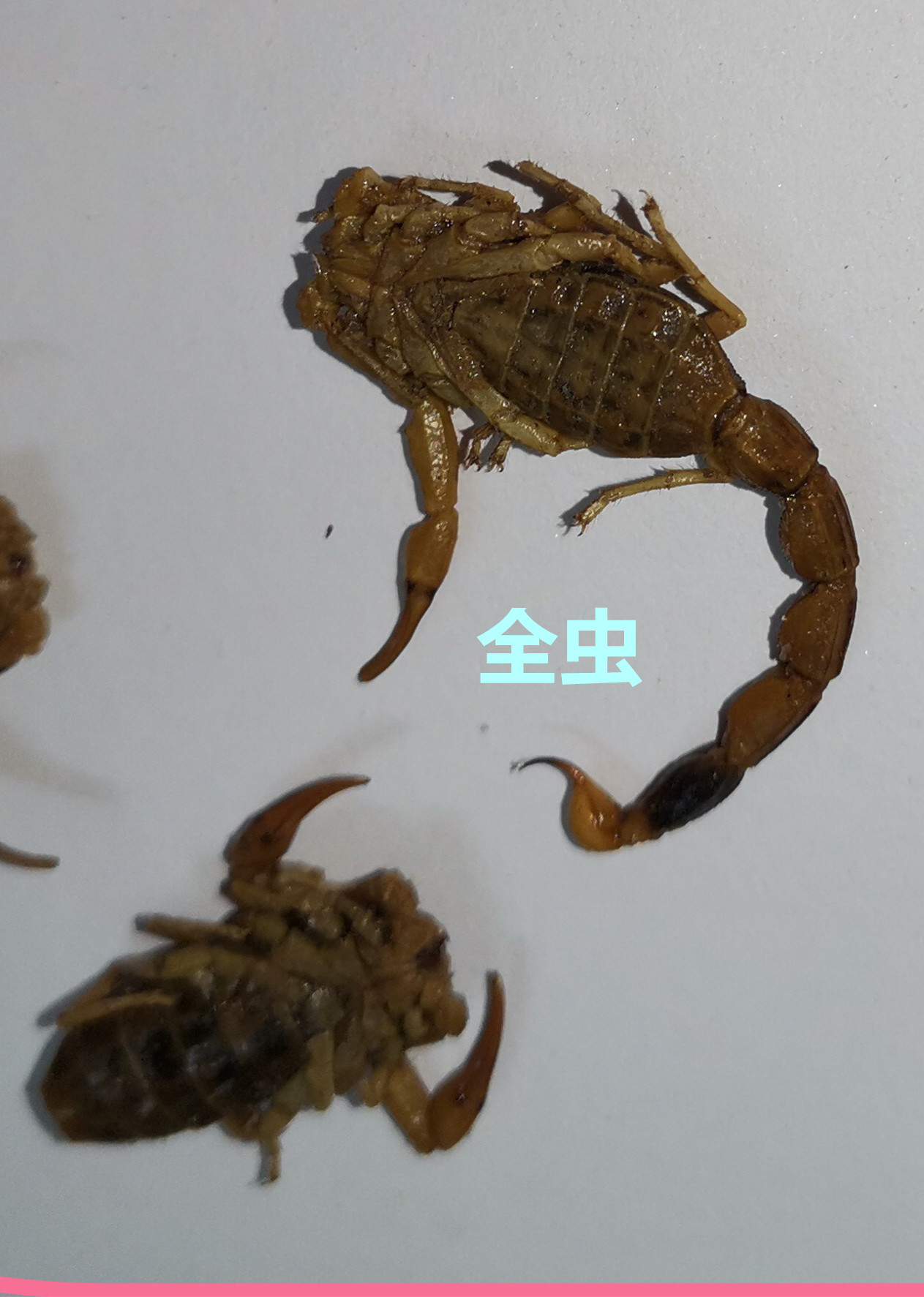 全  虫99.jpg
