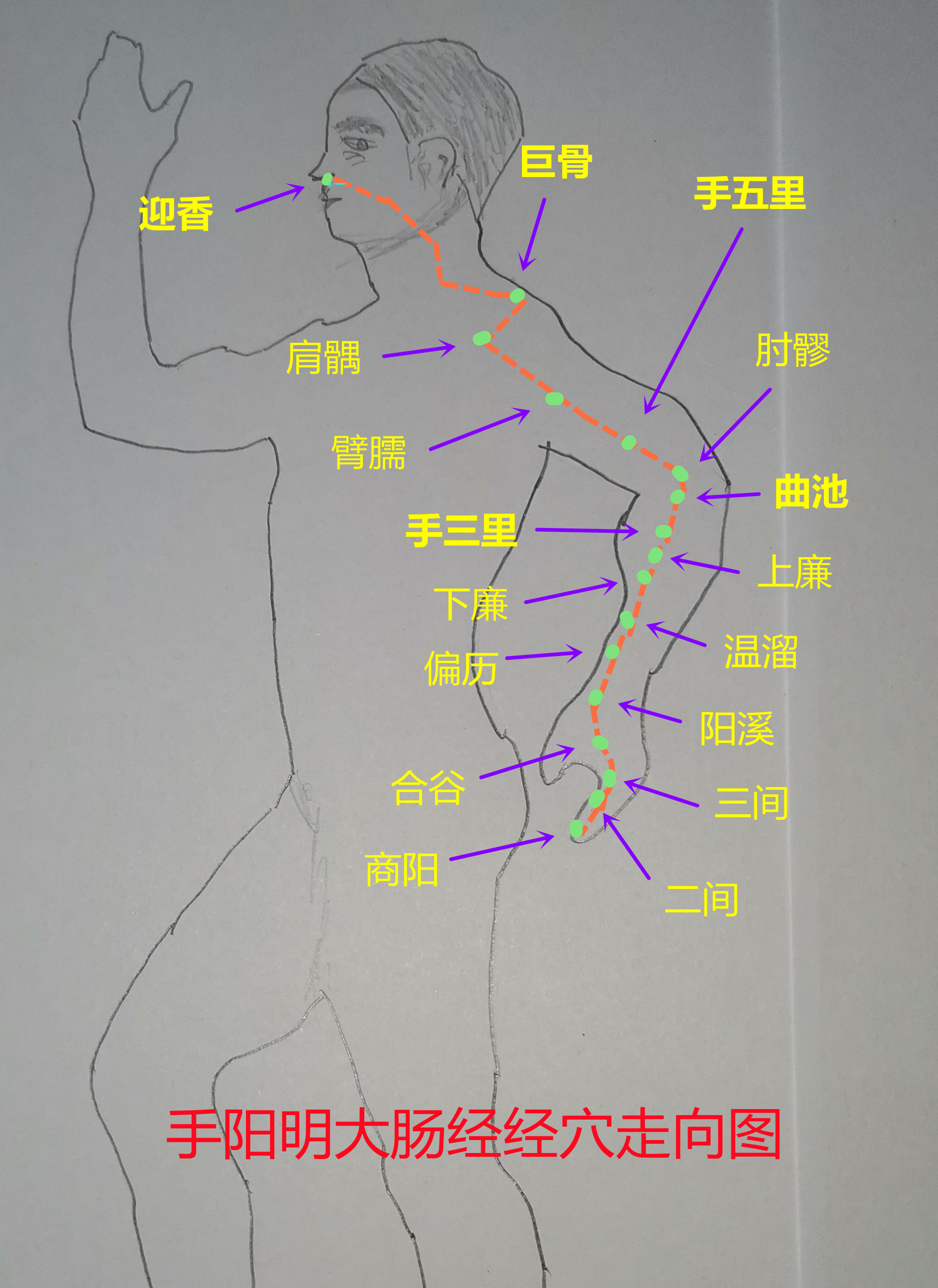 大肠经经穴图。。。2.jpg