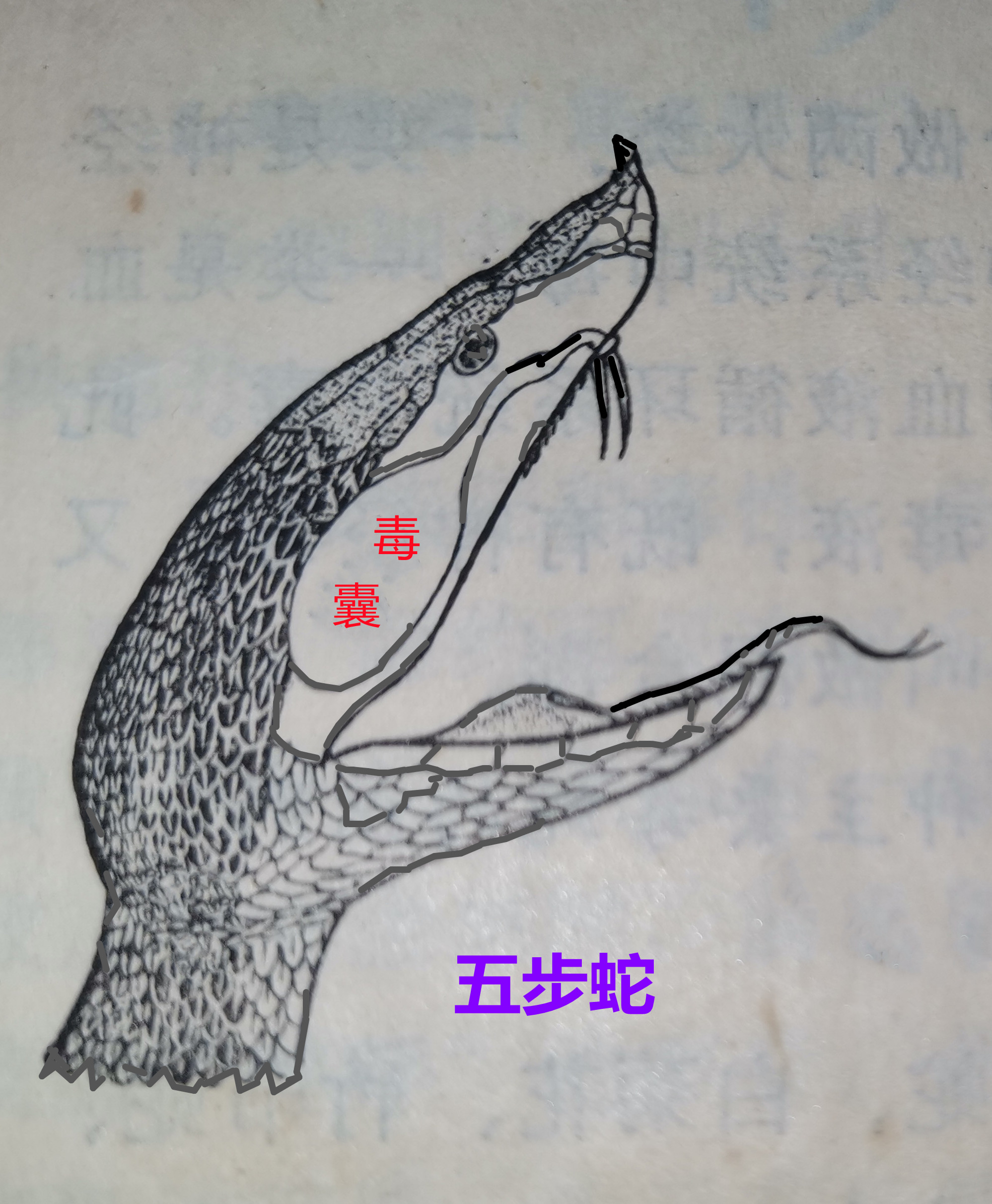 剧毒五步蛇.jpg