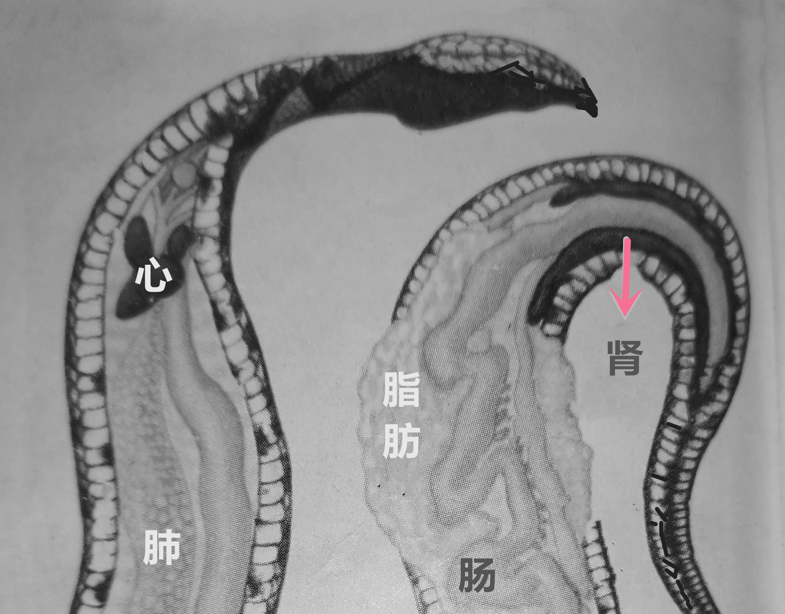 五 步 蛇 内 脏 图  22.jpg