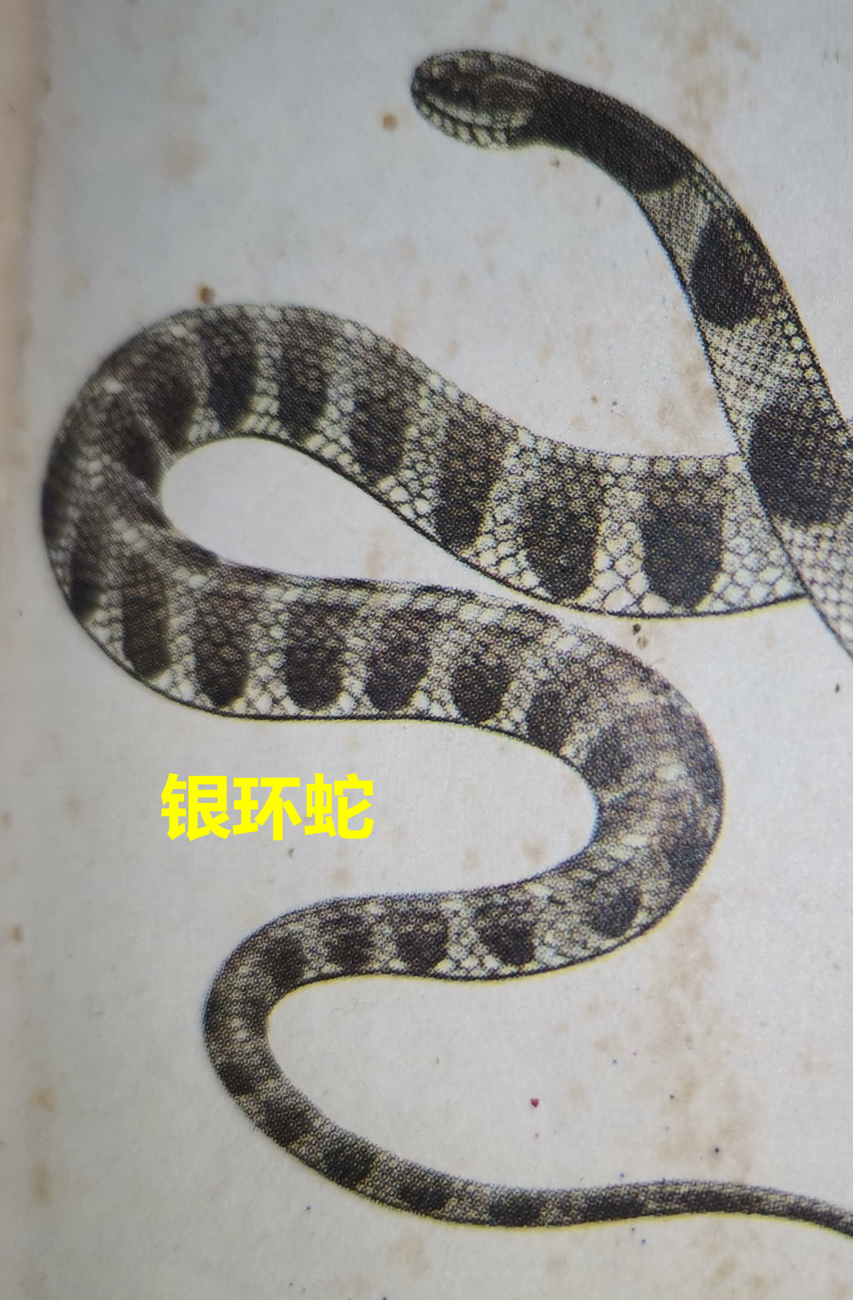 银环蛇  11.jpg