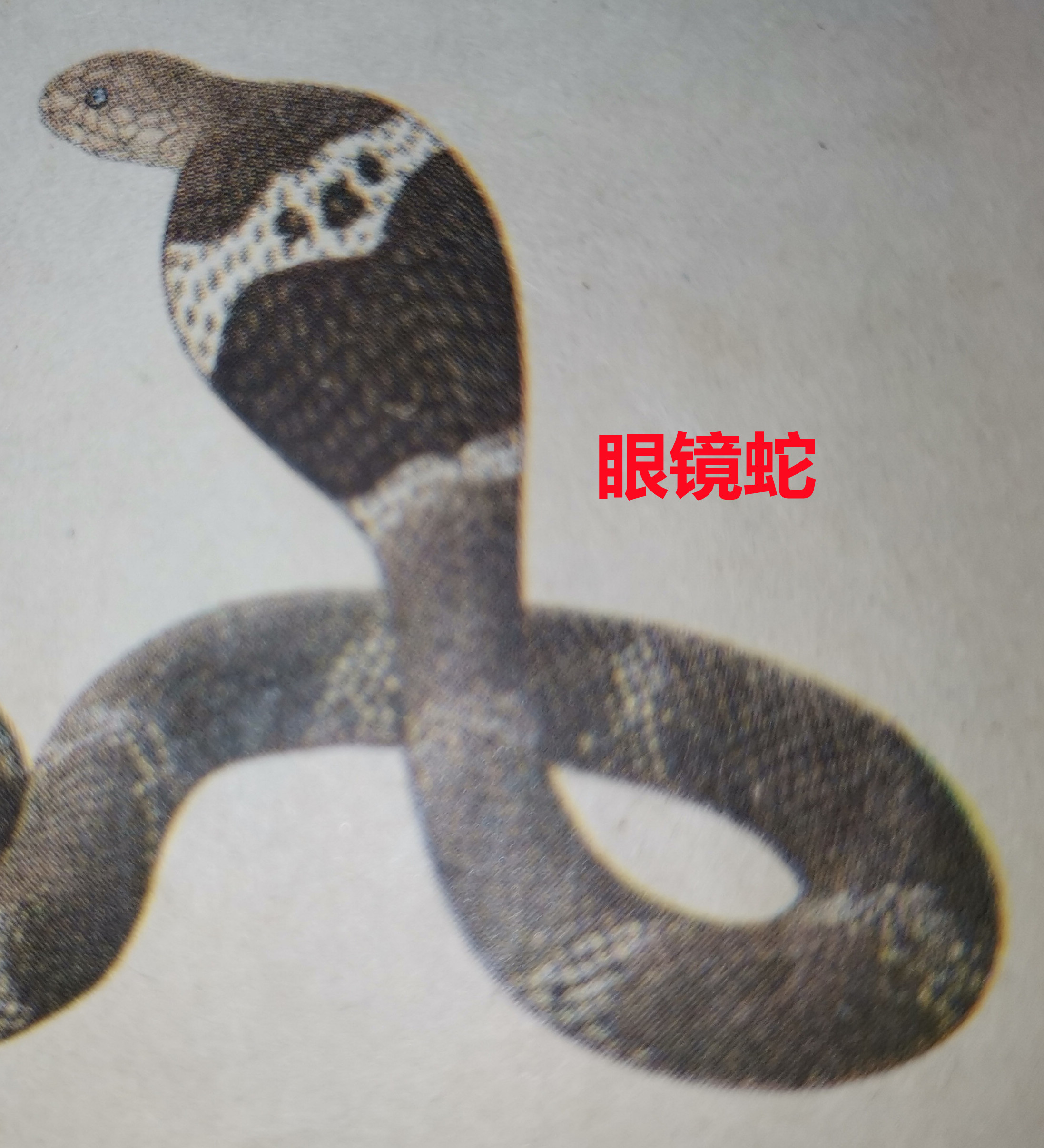 眼镜蛇。。。1.jpg