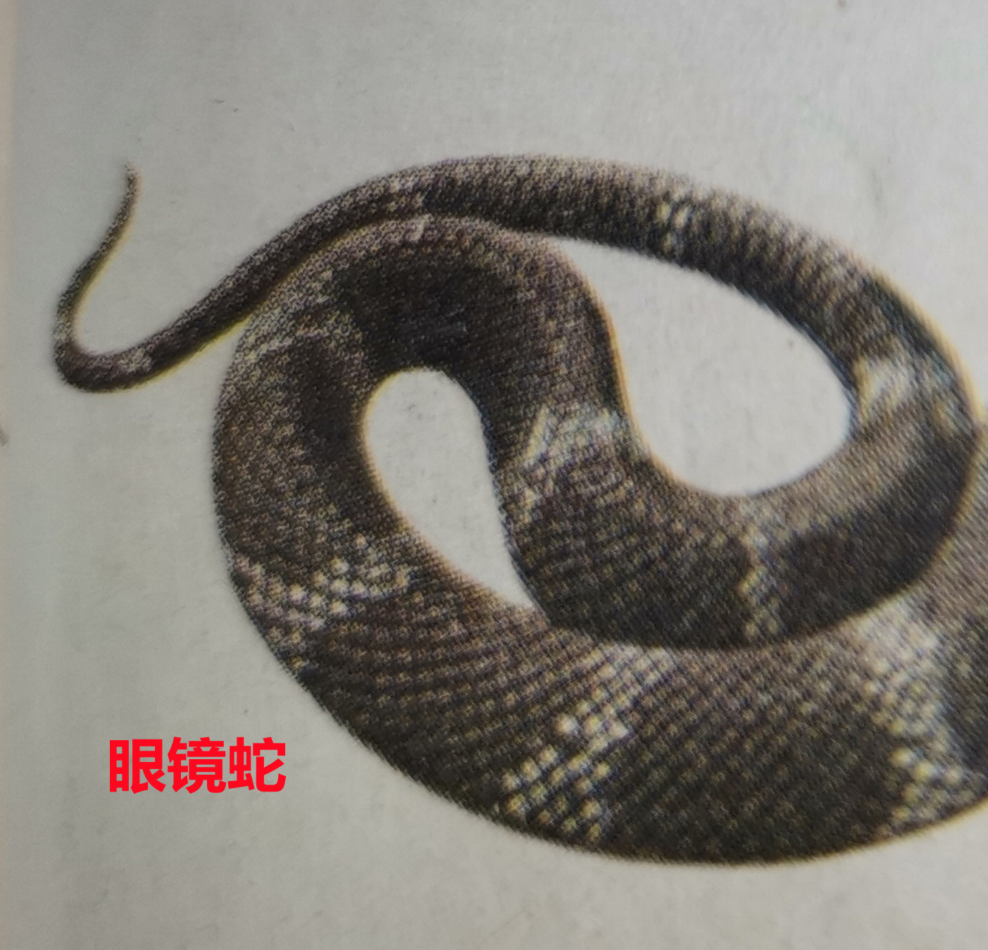 眼镜蛇。。。2.jpg