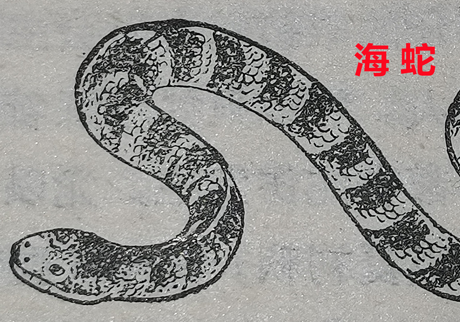 海  蛇。。。。22.jpg