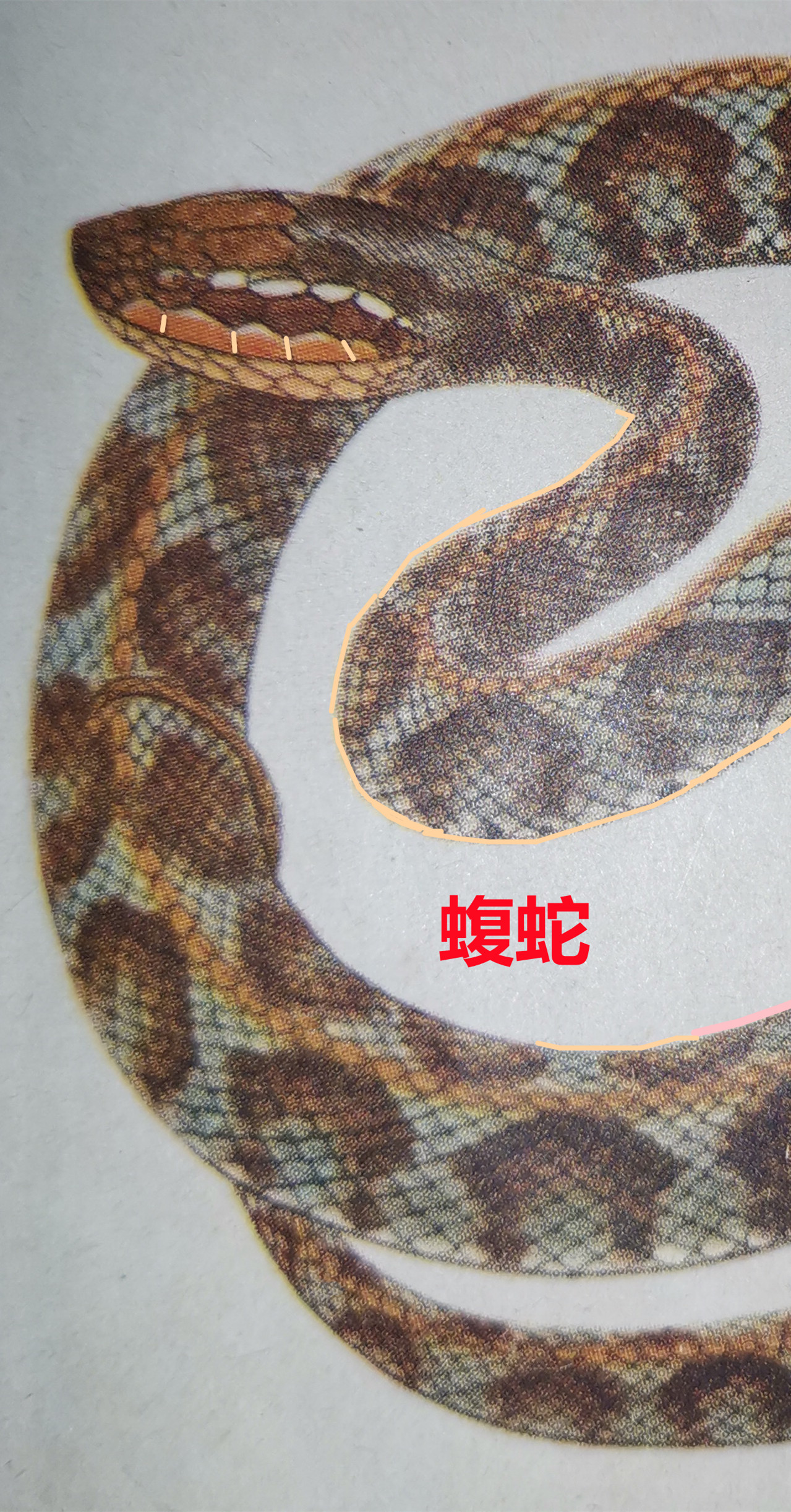 蝮  蛇   33.jpg