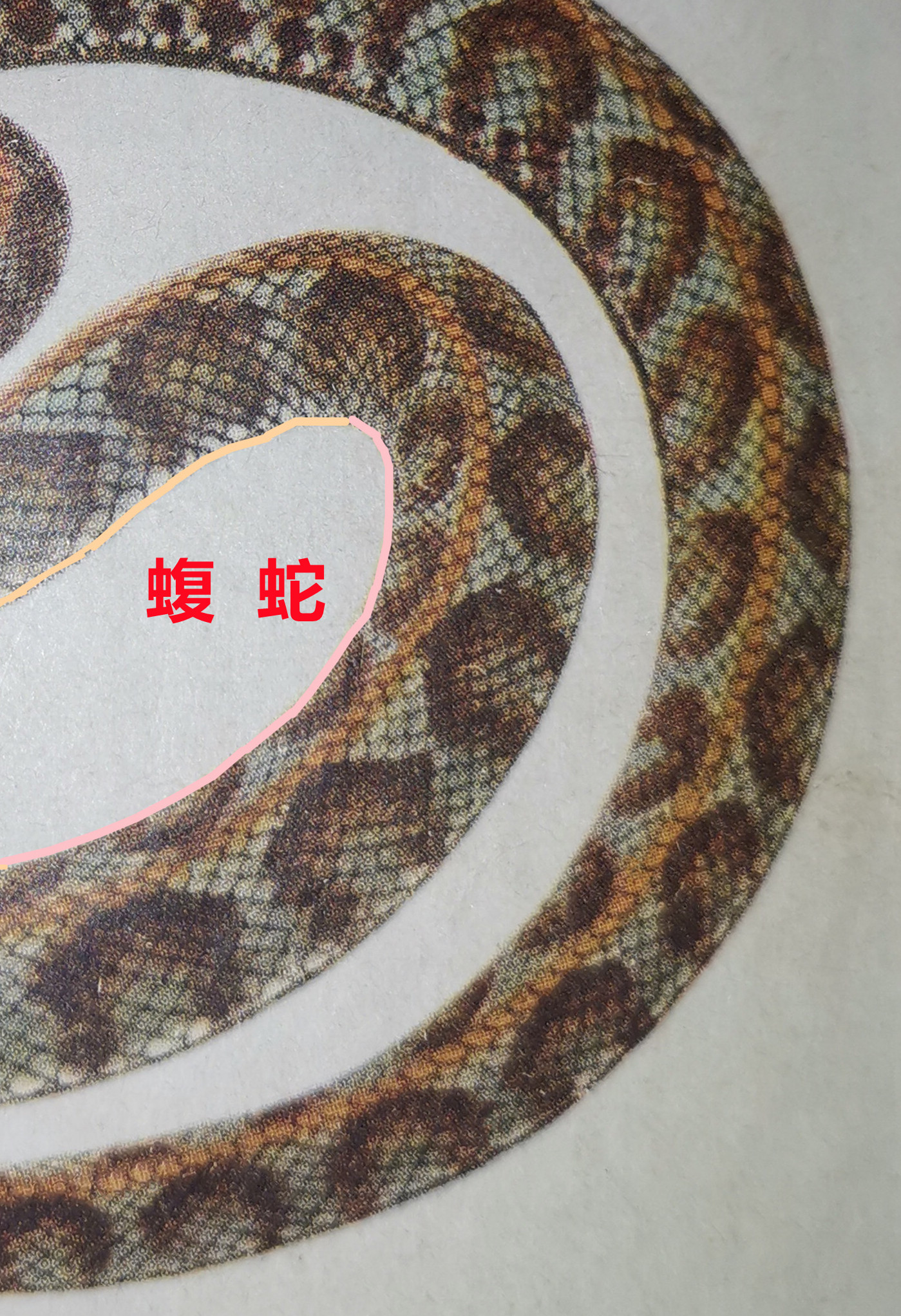 蝮  蛇   88.jpg