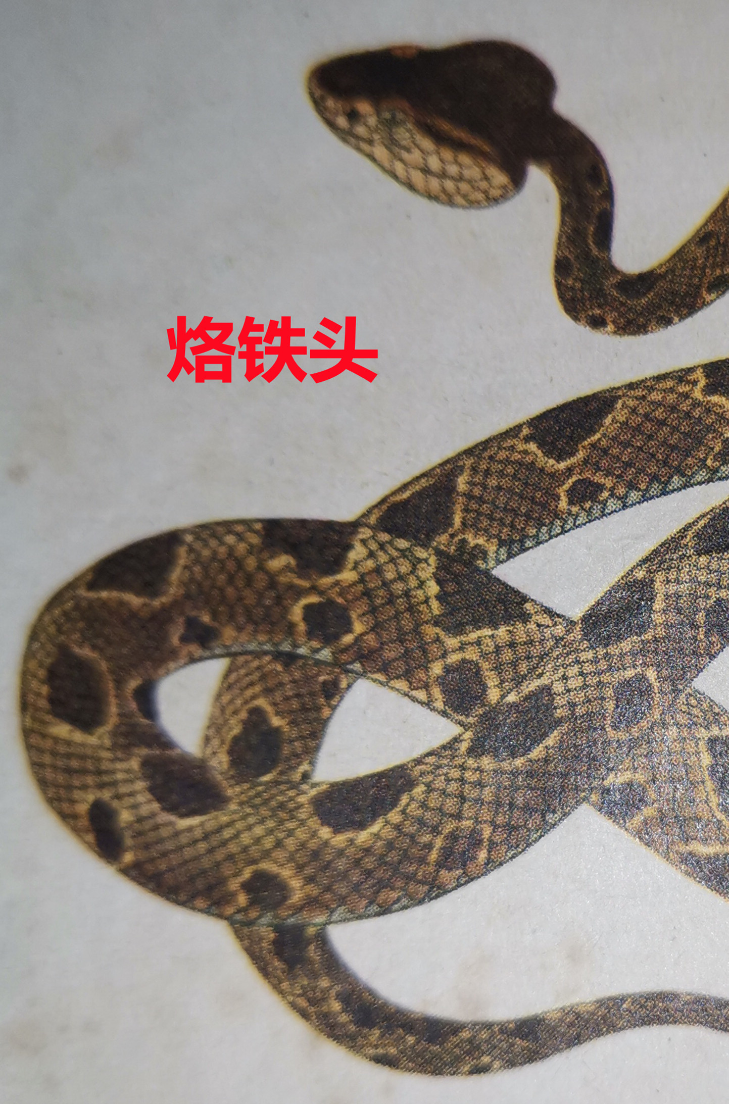 烙铁头  11.jpg