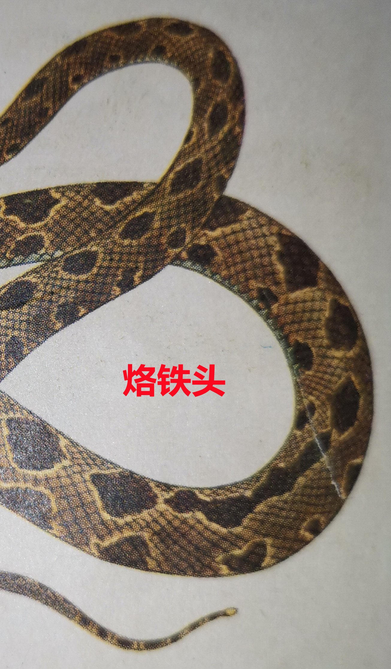 烙铁头  99.jpg
