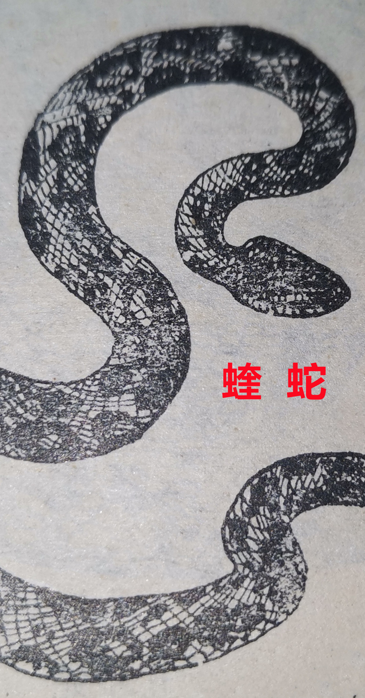 蝰  蛇    20.jpg