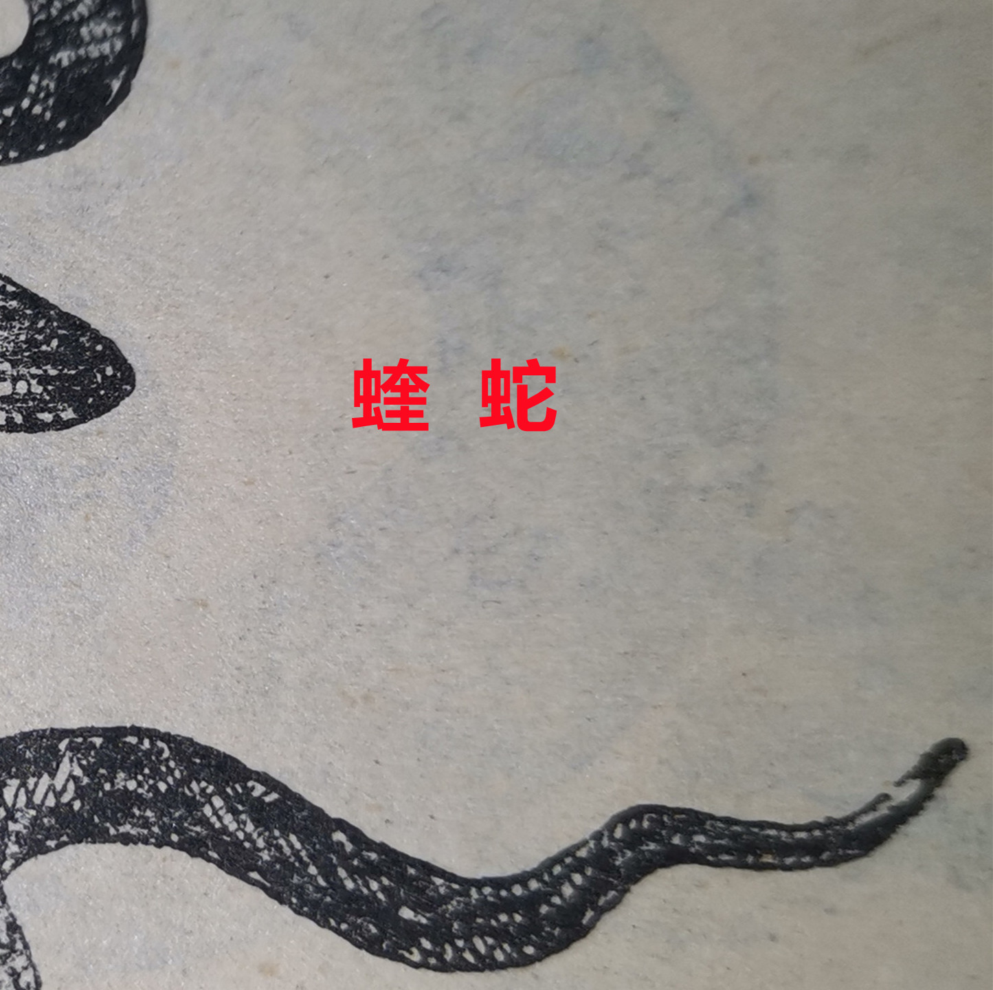 蝰  蛇   30.jpg