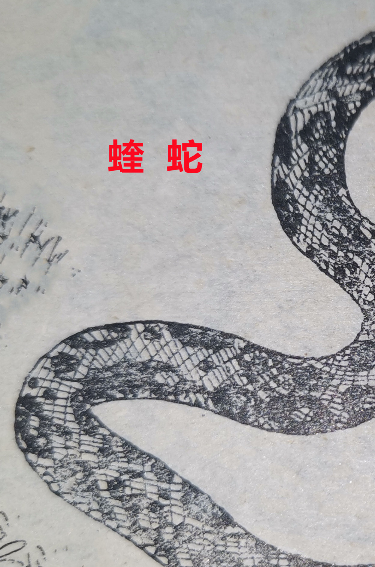 蝰  蛇    50.jpg