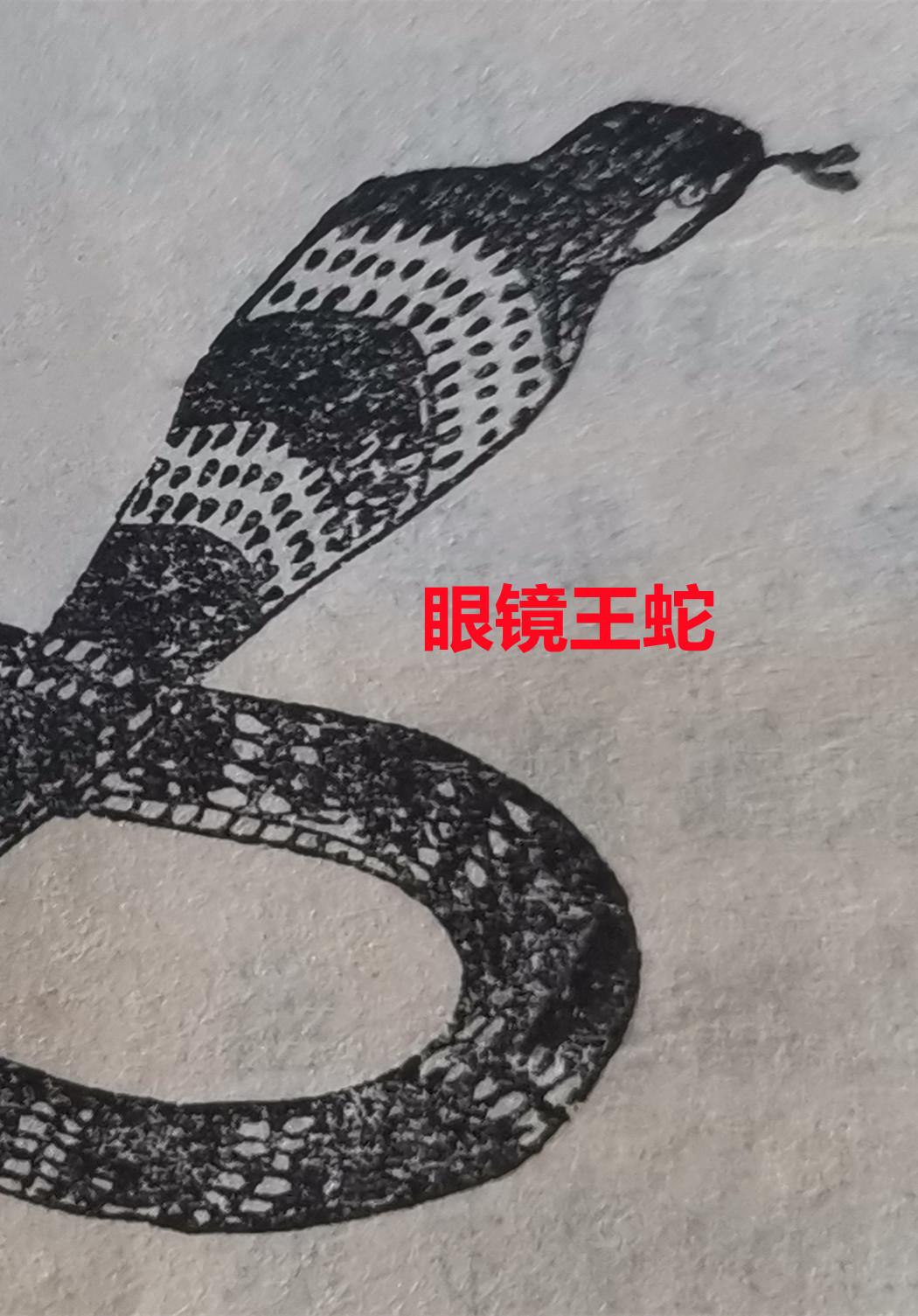 眼 镜 王 蛇.jpg