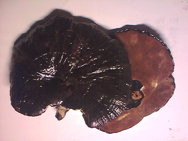 IMG5411A.jpg
