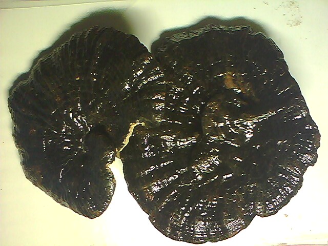 IMG5421A.jpg