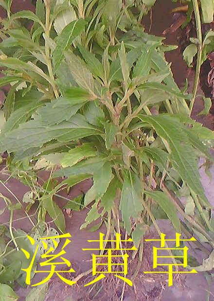 MZC7PR697`S7`XWS(RNZ_CL.png
