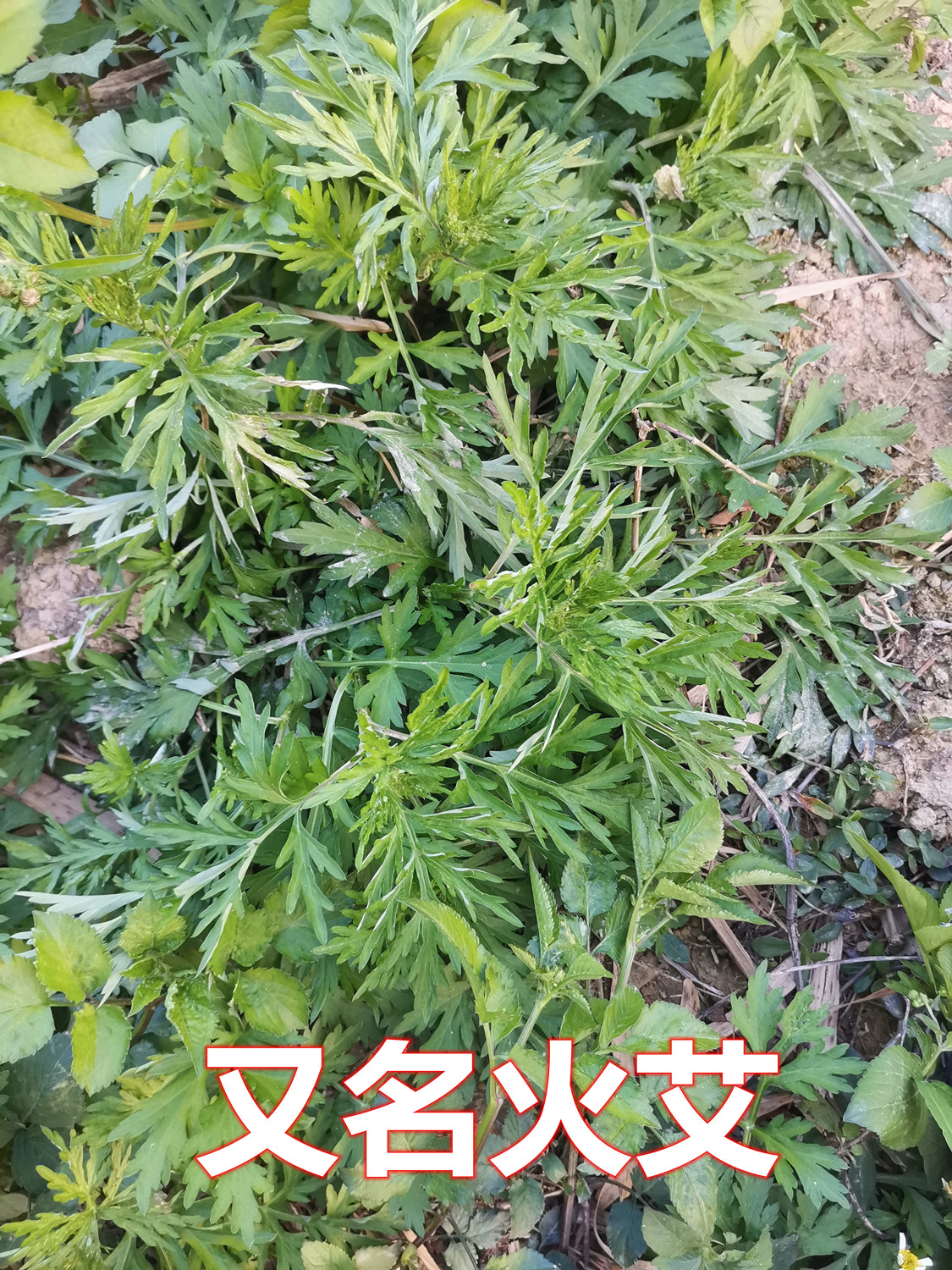 222.jpg