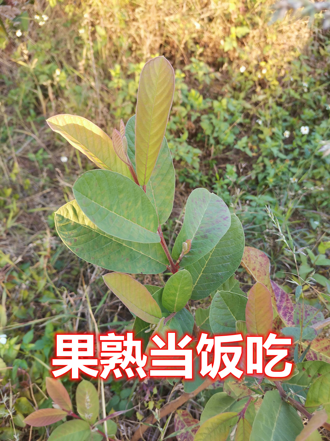 555.jpg